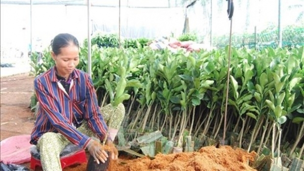 Ben Tre plans to develop district into nation’s epicentre for fruit seedlings