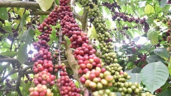 Vietnam becomes third largest coffee supplier to US