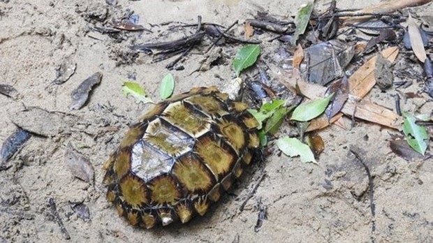 More turtle species found in Hon Ba Nature Reserve, Khanh Hoa