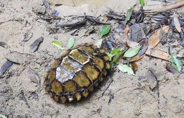 More turtle species found in Hon Ba Nature Reserve, Khanh Hoa