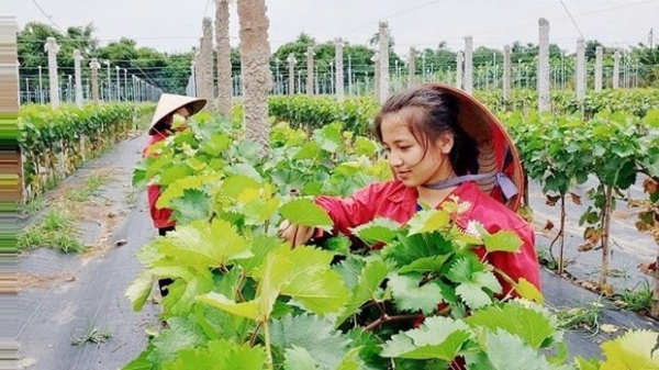 Hanoi focuses on developing hi-tech, organic agriculture in new strategy