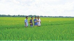 Vietnam-Japan joint venture to expand rice cultivation for exports to Europe Vietnam-Japan joint venture to expand rice cultivation for exports to Europe