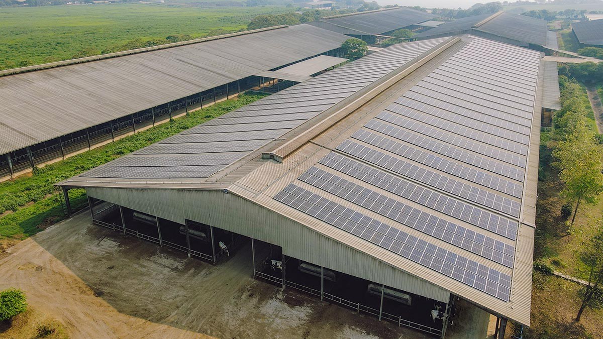 Solar power on the roof of TH farms in Nghe An