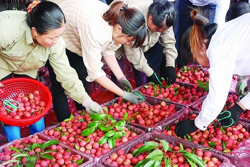 China stll will be export market of Vietnam's agricultural and seafood. (Source: Haiquan)