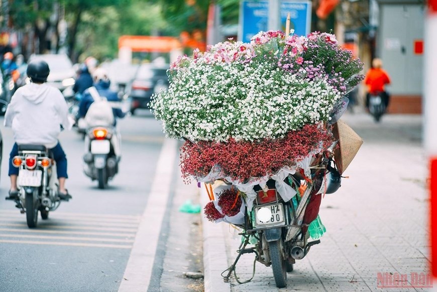 Daisies brighten up Hanoi’s streets