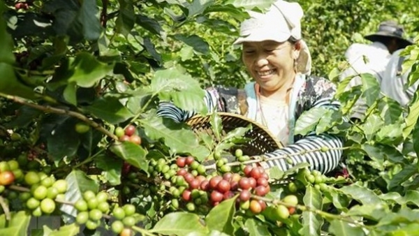 Vietnam’s coffee export expected to hit 4 billion USD this year: MARD