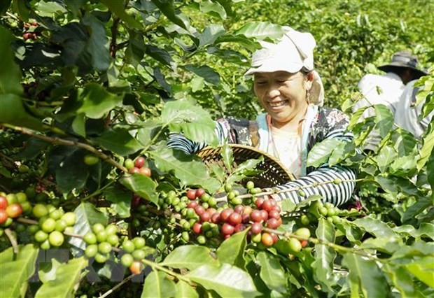 Vietnam’s coffee export expected to hit 4 billion USD this year: MARD