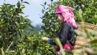 Efforts to promote value of Bac Ha Shan Tuyet tea to foreign markets
