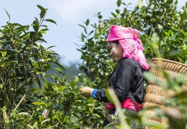 Efforts to promote value of Bac Ha Shan Tuyet tea to foreign markets