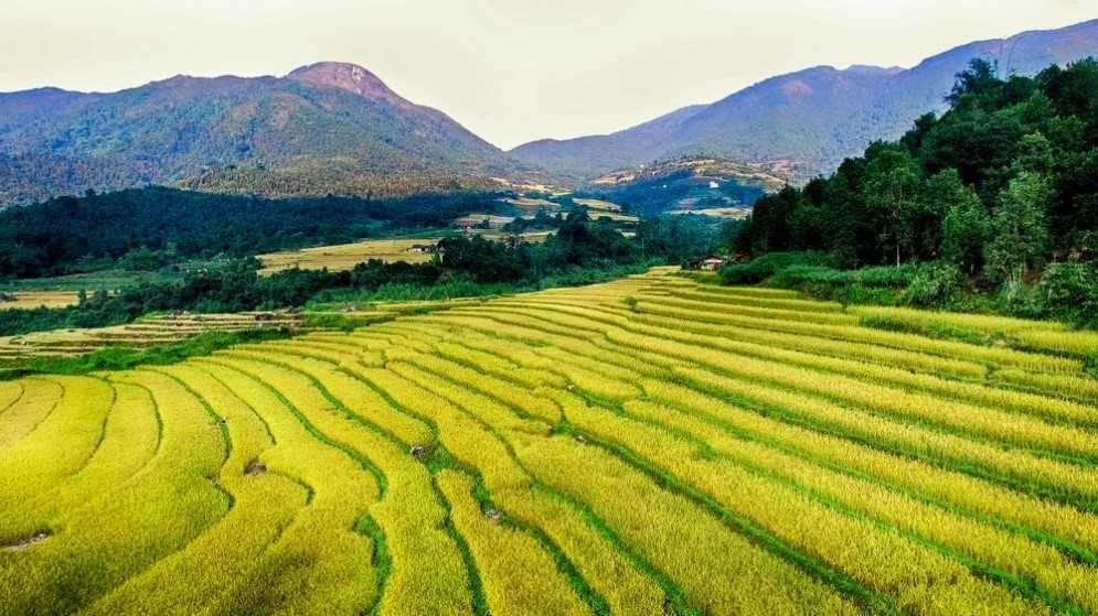 Ripening rice terraces in Binh Lieu. (Photo: BQN)
