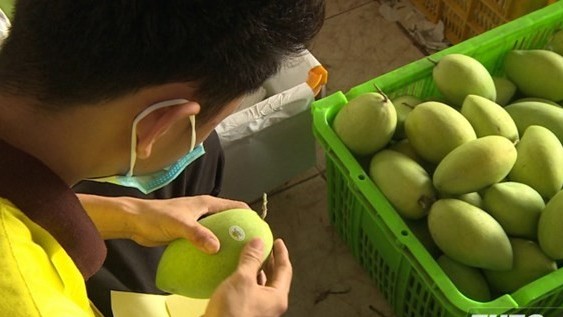 Tien Giang pushes granting of planting area codes to boost fruit export
