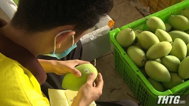 Tien Giang pushes granting of planting area codes to boost fruit export Tien Giang pushes granting of planting area codes to boost fruit export