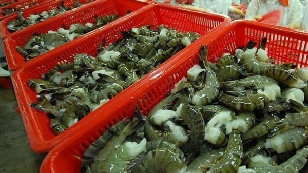Australia increases import shrimp from Vietnam