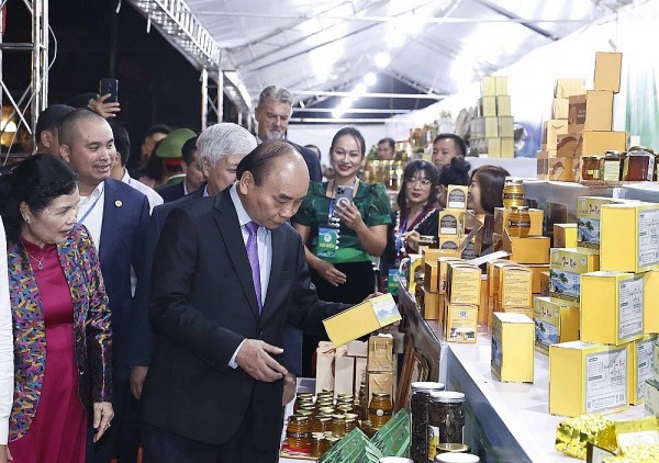 Ginseng development must go in line with forest protection: President