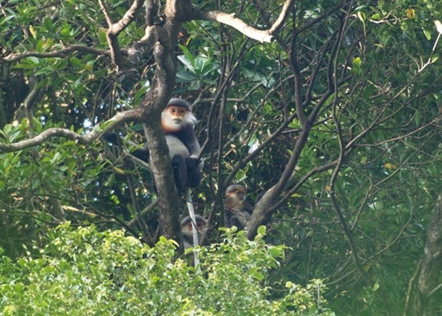 8th Asian Primate Symposium discusses primate conservation in the region