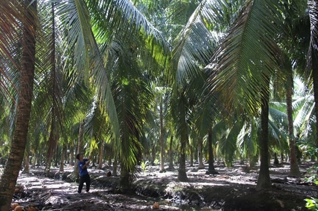 Ben Tre develops value chains for key agricultural products