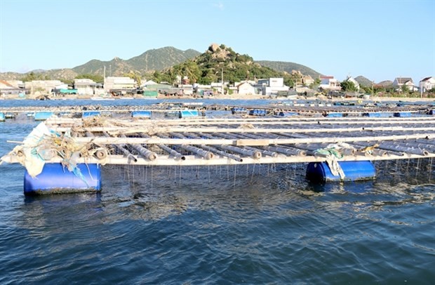 Pacific oyster floating cages in Nai Lagoon in Ninh Thuan Province’s Ninh Hai District. (Photo: VNA)