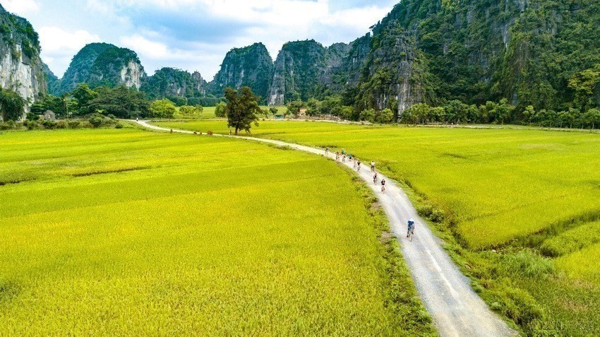 Foreign tourists take in the surroundings by bicycle and leisurely admire the ripening rice fields. (Photo: VNA)