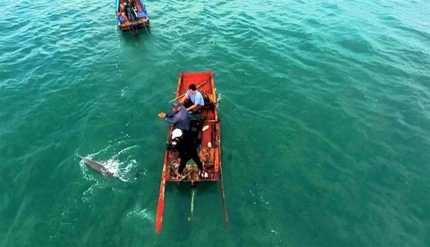 Quang Ninh: Stranded dolphin rescued in Co To Island