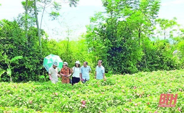 Thanh Hoa moves to develop agricultural specialties