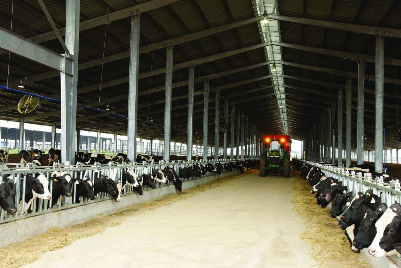 Feeding of cows at the barn is done on a complete feed spreader – TMR has a control screen with a navigation system connected to 1-ONE software.