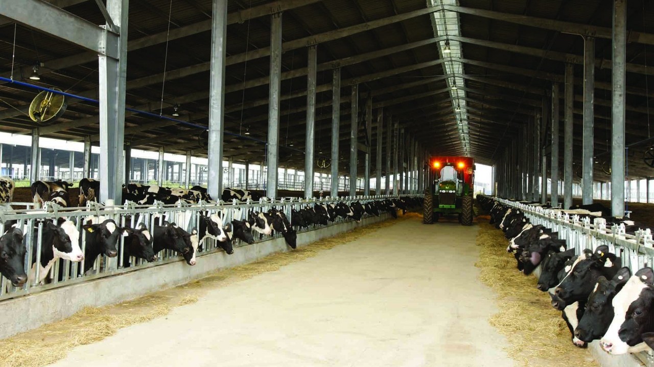 Witness firsthand the best kitchen in Vietnam dedicated to dairy cows