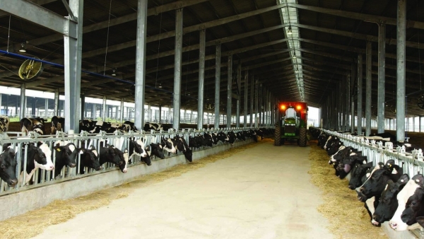 Witness firsthand the best kitchen in Vietnam dedicated to dairy cows