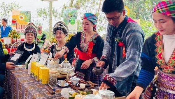Yen Bai receives geographical indication certificate for Suoi Giang Shan Tuyet tea