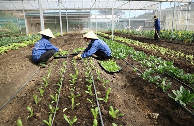 Two farmers take care of organic vegetables at a greenhouse in Lam Dong province. (Source: VNA)