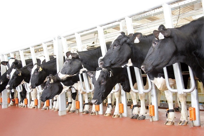 World-terminal technology is applied by TH at the project of high-tech concentrated dairy farming and milk processing in Nghe An. TH plans to bring these technologies to the Central Highlands (Photo: TH).