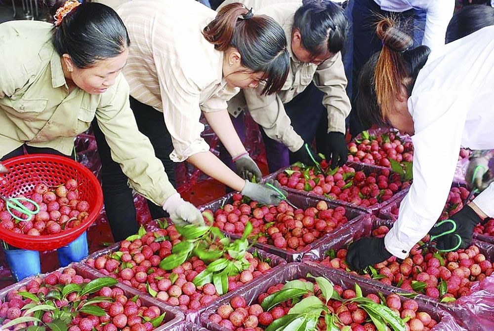 Xuất khẩu nông sản sang thị trường Trung Quốc cần lưu ý những gì?