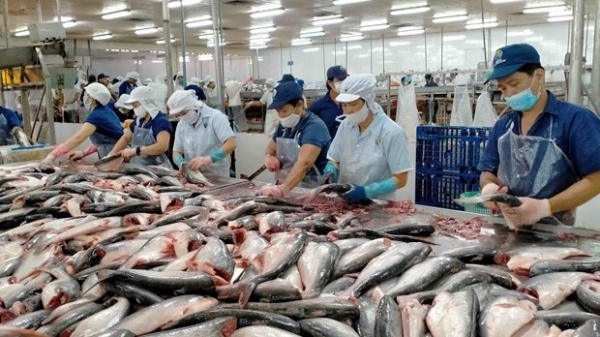 Vietnam’s tra fish export value to reach 2.4 billion USD this year