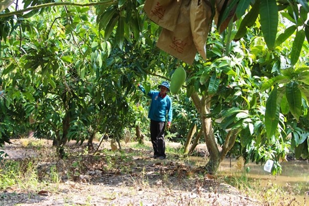 Vietnam is third largest mango exporter to RoK