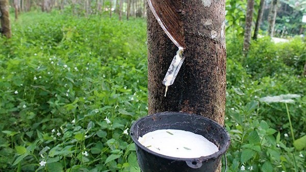 Vietnam makes effective rubber investment in Lao province Attapeu