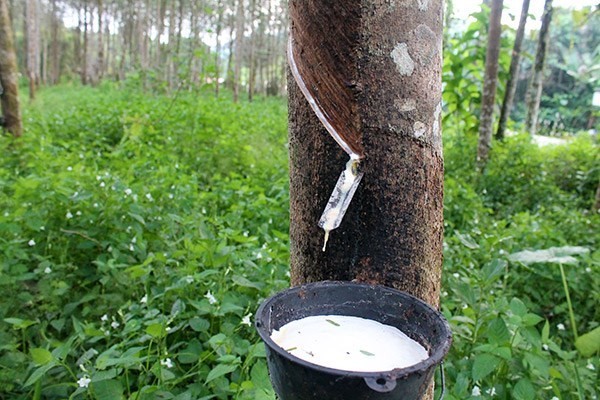 Vietnamese rubber companies helpful in Laos.