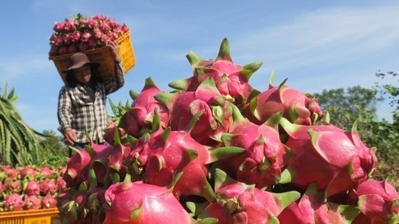 Dragon fruit in Binh Thuan purchased at high price