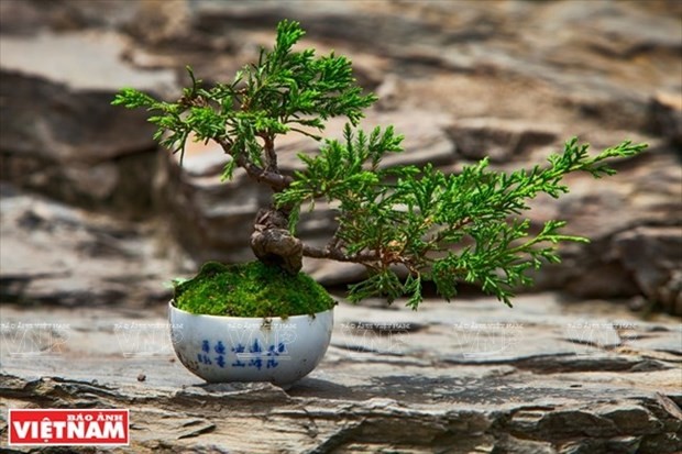 Bonsai captures vitality of nature. (Source: VNA)