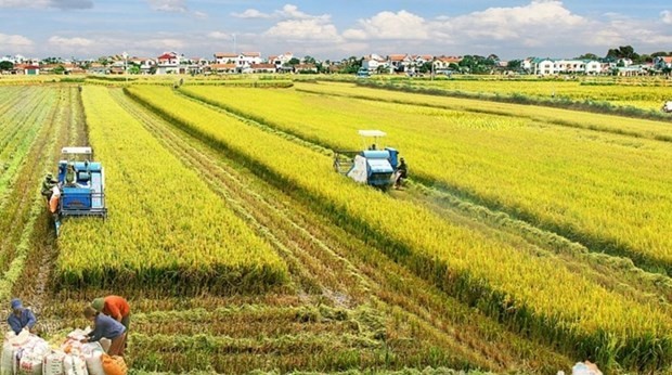 Mekong Delta rice farming to become a leading sector in agricultural production (Photo: VNA)