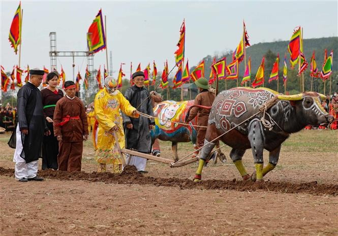 Traditional ploughing festival opens in Ha Nam province
