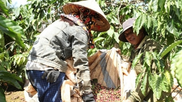 Central Highlands province of Lam Dong recognises hi-tech coffee growing area