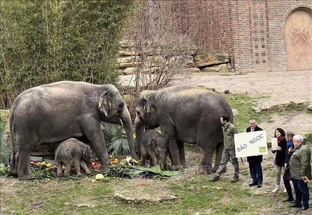 Baby elephant Bao Ngoc, icon of Vietnam-Germany friendship in Zoo