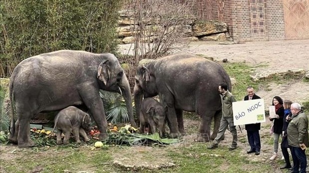 Baby elephant Bao Ngoc - an icon of Vietnam-Germany friendship in Leipzig Zoo