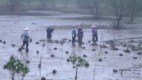 MARD launched a RoK-funded mangrove restoration project in Ninh Binh