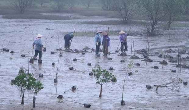 MARD launched a RoK-funded mangrove restoration project in Ninh Binh