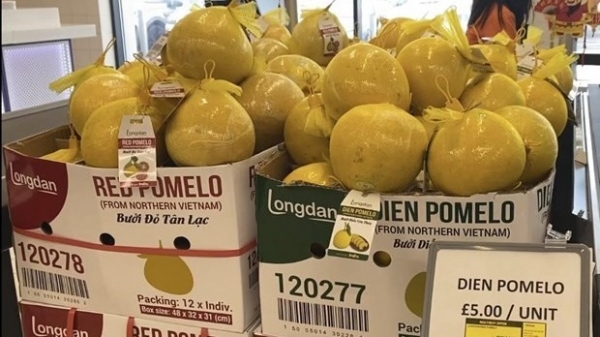 First batch of ‘Dien’ pomelos exported to UK