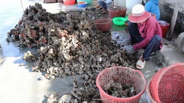 Vietnam, Japan develop cooperation in oyster production chains