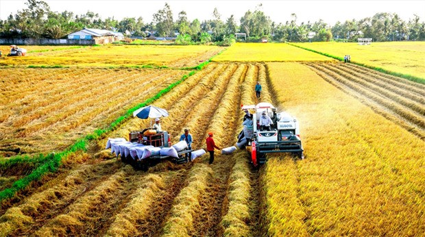 Agricultural sector targets attracting 25 billion USD in FDI by 2030: MARD