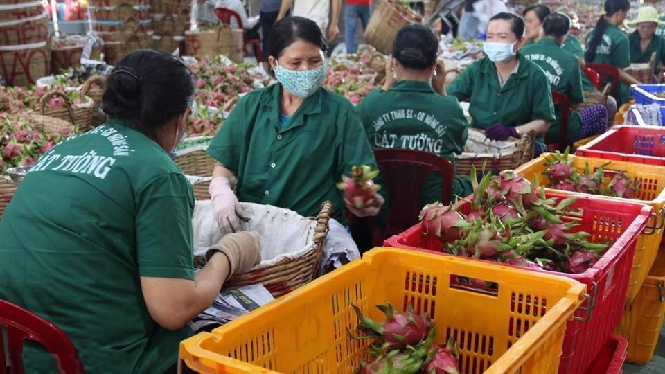 Vietnamese agricultural exports to China increases in both volume and value