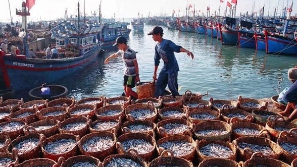 Quang Tri fights on IUU fishing to get removal of  “yellow card” warning
