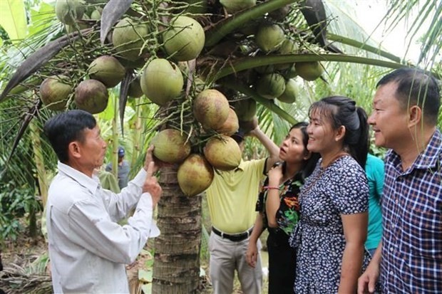 Vietnam targets coconut product exports of 1 billion USD | Business | Vietnam+ (VietnamPlus)